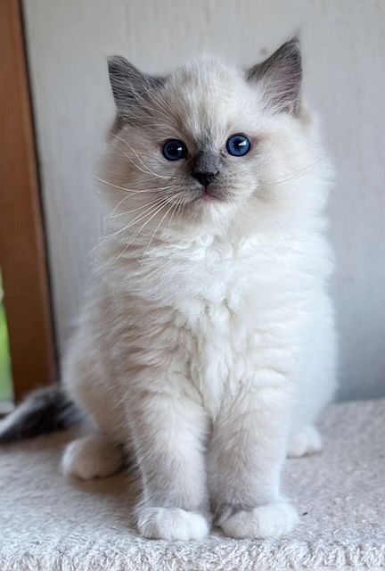 Available ragdoll kittens Alberta | Ranchinragz Ragdolls Ragdoll Colors, Mink Ragdoll, Ragdoll Cat Breeders, Ragdoll Doll, Cat Breeds Siamese, Cats Ragdoll, Cat Breeds Ragdoll, Cat Ragdoll, Ragdoll Kittens For Sale