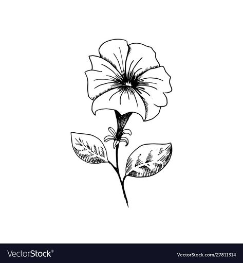 How To Draw Petunia Flowers, Petunia Drawing Simple, Impatients Flowers Tattoo, Petunia Tattoo Ideas, Petunia Flower Drawing, Petunia Tattoo Simple, Petunia Flower Tattoo, Petunia Drawing, Petunias Drawing