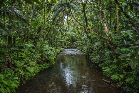 Rainforest Reference, Fortune Aesthetic, Jungle River, Summer Scenery, African Jungle, River Bank, Beard Life, Palau, Beautiful Hotels