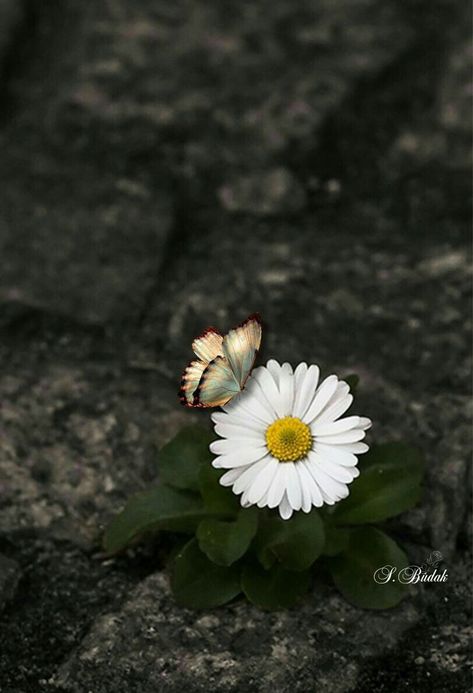 Daisy Love, Happy Flowers, Flower Phone Wallpaper, Flower Beauty, Love Flowers, White Flower, Flower Wallpaper, Daisy Flower, Flowers Photography