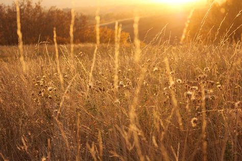 Barley fields tide Barley Field Aesthetic, Barley Field, Lawn Sweeper, Dance Fever, Reel Mower, Food Web, Hill Park, Wheat Field, Garden Maintenance