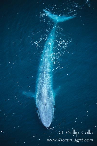 The blue whale (Balaenoptera musculus) is a baleen whale whose diet consists almost exclusively of krill.  It can grow to 98’ long & 190 short tons…it is the largest known animal ever to have existed.  It is various shades of bluish-grey dorsally & lighter underneath.  There are at least 3 distinct subspecies that are found in the North Atlantic & Pacific Oceans & the Indian Ocean. Whale Photo, Largest Whale, History Photography, Sea Mammal, Photography Professional, Marine Mammals, Whale Shark, Aerial Photo, Blue Whale