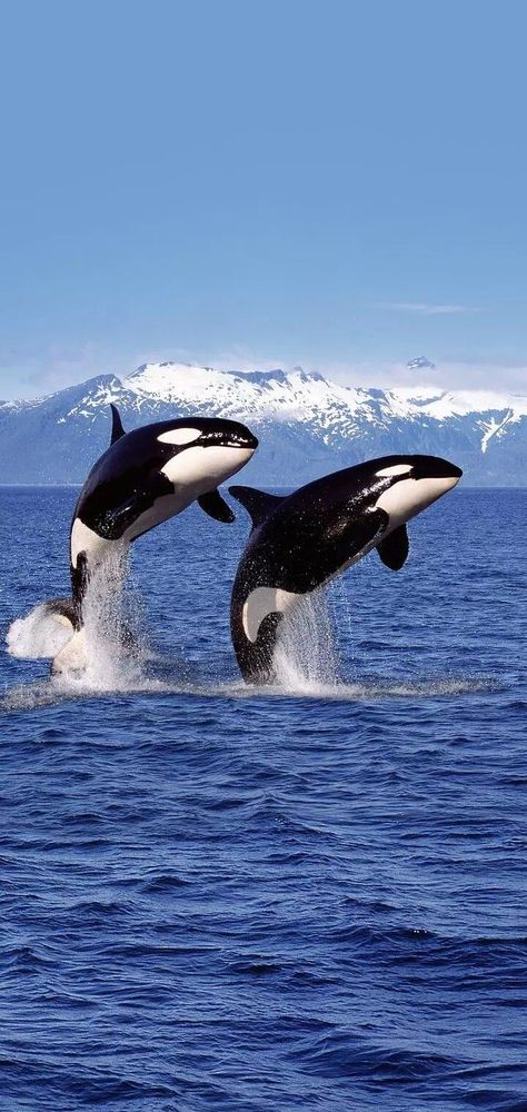 Orca Whales Wallpaper, Killer Whale Wallpaper, Orca Wallpaper, Ocean Creatures Art, Orca Art, مانشستر سيتي, Cute Whales, Beautiful Sea Creatures, Water Animals