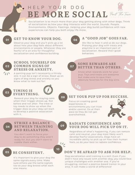 Dogs are social animals and need to interact with other dogs to stay healthy and happy. Socializing dogs can help them learn how to behave around other dogs, reduce stress, and prevent boredom. #dogs #socializingdogs Dog Confidence Building, Dog Socialization Checklist, How To Socialize Your Dog, Dog Tips Pet Care, Things To Do With Your Dog, Dog Owner Tips, Dog Socialization, Health Checklist, Puppy Training Guide