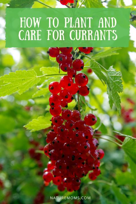 Growing Currants, Canning Garden, Gardening Fruits, Berries Garden, Currant Berries, Composting Ideas, Backyard Orchard, Currant Bush, Pruning Trees