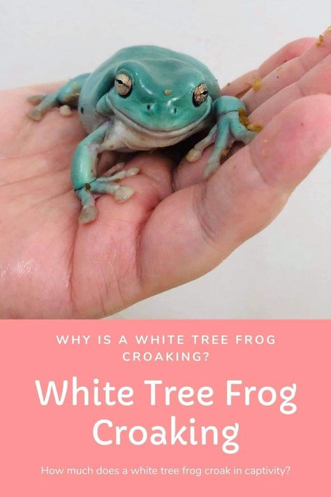 Learn why is white tree frog croaking? How much does he croak? And more. Australian White Tree Frog Enclosure, White Tree Frog Care, Whites Tree Frog Terrarium, Frog Croaking, Tree Frog Terrarium, Frog Vivarium, Dumpy Tree Frog, Frog Ideas, Vivarium Ideas