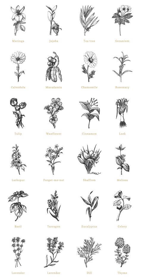 Plants Graphic Design, Spice Plants, Photoshop Illustration Tutorial, Botanical Herbs, Food Bundle, Tea Herbs, Food Logo Design Inspiration, Graphic Design Portfolio Cover, Tea Labels