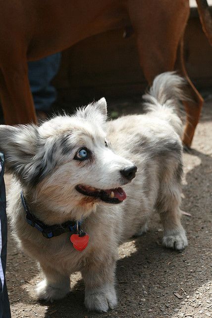 Corgi Husky mix. Love the eyes Corgi Husky Mix, Husky Corgi, Behind Blue Eyes, Corgi Mix, Love My Dog, Husky Mix, Mixed Breed Dogs, Blue Heeler, Corgi Dog