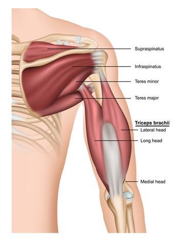 Tricep Muscle Anatomy, Tricep Anatomy, Triceps Anatomy, Forearm Muscle Anatomy, Elbow Anatomy, Anatomy Arm, Triceps Brachii Muscle, Subscapularis Muscle, Infraspinatus Muscle