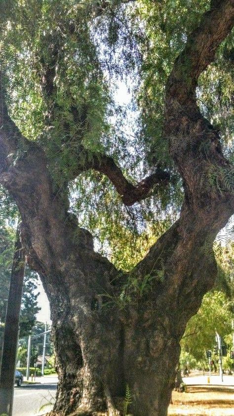 Hearts ❤️ Heart Shaped Tree, Spotify Aesthetic, Empty Heart, Heart In Nature, Tree Heart, Love Actually, Note Book, Tree Tattoo, Beautiful Heart