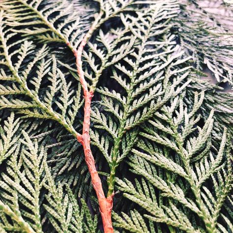 Cedar Tree Aesthetic, Motherhood Logo, Cedar Plant, Shakespeare Garden, Cedar Leaves, Thuja Plicata, Northern Idaho, Indigenous Design, Nature Texture