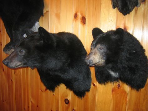 Black Bear Shoulder Wall Mounts,Black Bears Shoulder Mounted On Branches Trees And Logs Wall Mounts,Bear Taxidermist,Bear Taxidermy,Black Bear Mount,Pennsylvania Black Bear Taxidermy Specialists,Black Bear Mount Pictures,Black Bear Mount,Custom Black Bear Taxidermy Bear Mounts Taxidermy, Black Bear Taxidermy, Bear Taxidermy, Bear Skin Rug, Roaring Bear, Bear Mounts, Bear Skull, Bear Hunt, Tree Logs