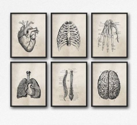 Vintage Science Posters, Human Anatomy Vintage, Anatomy Vintage, Science Posters, Medical Decor, Doctors Office Decor, Vintage Science, Medical Student Gift, Medical Anatomy