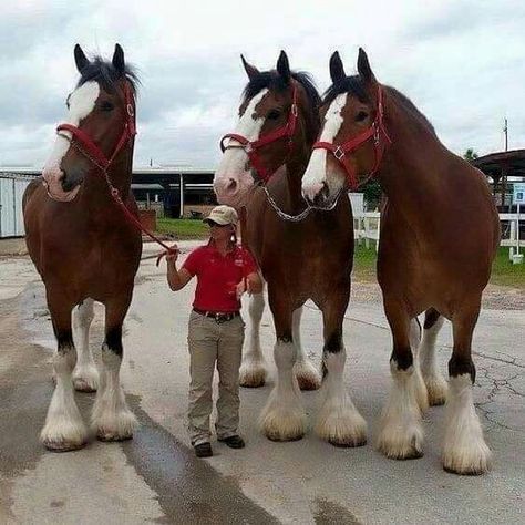 Clydesdale horses Clydesdale, A Man, Horses, Road, Red