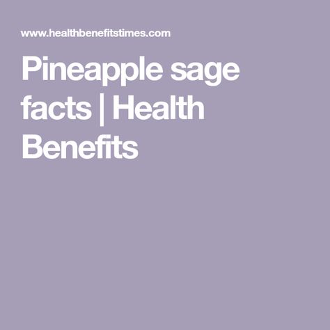 Pineapple sage facts | Health Benefits Sage Health Benefits, Hot Apple Juice, Sage Uses, Sage Benefits, Sage Herb, Fruit Pudding, Pineapple Sage, Fruity Fragrance, Herbal Healing