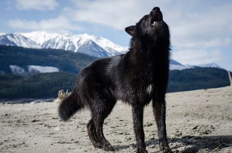 Wolf Hybrid Dogs, Wolf Hybrid, Alaskan Husky, Wild Dog, Hybrid Dogs, She Wolf, Wolf Pictures, Dog Shedding, Beautiful Wolves