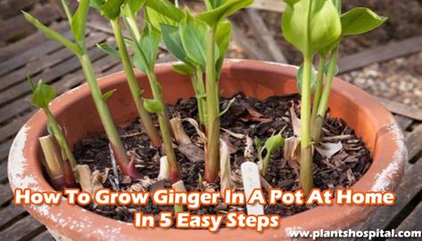 This article, where you can find answers to all the details of how to grow a ginger plant, will easily grow ginger in your home. We want to satisfy your curiosity about how to grow ginger at home without wasting much time. Prepare the ingredients, we will grow ginger! #how #to #grow #ginger #in #pot #at #home #in #5 #easy #steps #planting #care Planting Ginger In A Pot, Growing Ginger, Ginger Plant, Grow Bags, Ginger Root, Business Idea, Medicinal Plants, How To Grow, Easy Steps