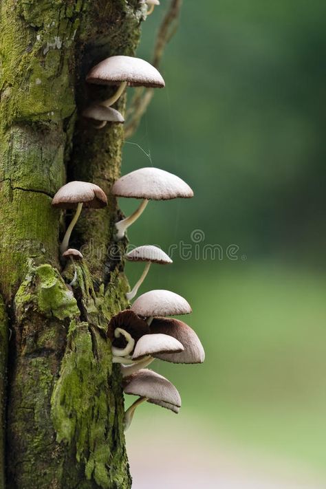 Wild Mushroom. Growing on a decaying tree trunk , #AFF, #Growing, #Mushroom, #Wild, #trunk, #tree #ad Mushrooms On A Tree, Mushroom On A Tree, Mushroom Growing On Tree, Mushroom On Trees, Mushrooms Growing On Trees, Mushrooms On Trees, Mushroom On Tree, Tree Trunk Ideas, Mushroom Reference