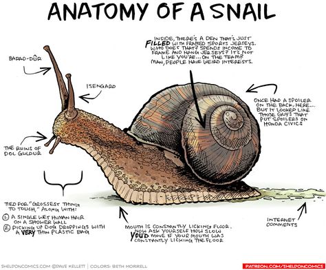 Snail Anatomy, Types Of Snails, Snail Terrarium, Pet Snails, Snail Art, Snails In Garden, Preschool Science, Funny Illustration, Bugs And Insects