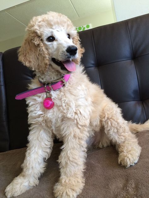 She is cream or apricot?  Standard Poodle Puppy - Bijou (jewel in French) Cream Poodle, Brown Standard Poodle, Poodle Hairstyles, Apricot Standard Poodle, Poodle Haircuts, Parti Poodle, Puppy Girl, Poodle Puppy Standard, Poodle Cuts