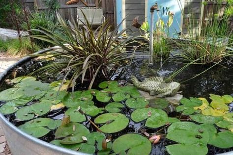 Galvanized Stock Tank Fish Pond | The Aquarium Adviser Winterizing Plants, Stock Tank Pond, Galvanized Stock Tank, Diy Ponds Backyard, Container Pond, Raised Pond, Diy Stock Tank, Pond Pool, Fish Pond Gardens