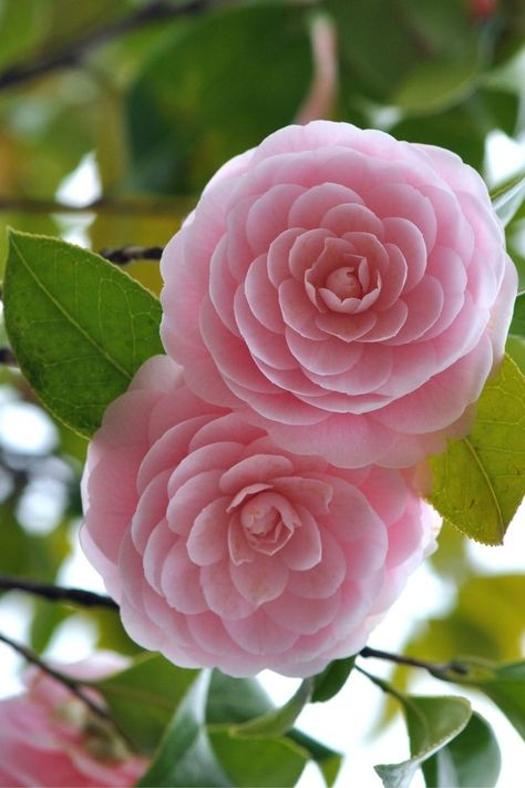 pretty camellia flower bush Camellia Plant, Pretty Flowers Pictures, Very Beautiful Flowers, Nothing But Flowers, Camellia Flower, Pink Garden, Flower Therapy, Most Beautiful Flowers, Beautiful Bouquet Of Flowers