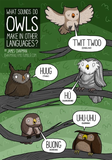 OWLS Owls have not one, not two, but THREE types of eyelid. One for blinking, one for sleeping and one for cleaning. And here I am, making do with one like some kind of idiot. BUONG! European Day Of Languages, James Chapman, Owl Sounds, High School Esl, Foreign Words, Animal Sounds, Other Languages, World Languages, Funny Phrases