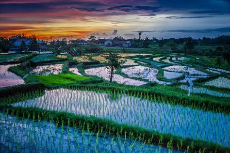 Bali Travel Photography, Bali Photography, Paddy Field, Rice Fields, Photography Collection, Before Sunset, Bali Travel, Cheap Travel, Best Places To Travel