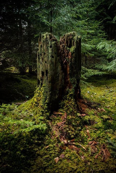 Wild 🍃 Wood Inner Landscape, Moss Covered, Old Tree, Forest Floor, Tree Stump, Walk In The Woods, Enchanted Forest, Zbrush, Bushcraft