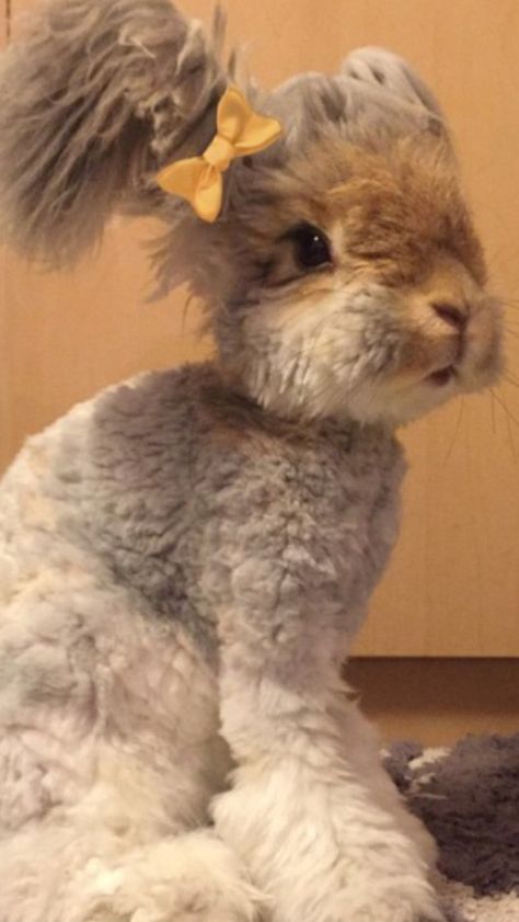 This is Wally, an east angora rabbit with an awesome haircut English Angora Rabbit, Angora Bunny, Funny Bunny Videos, Cute Bunny Pictures, Bunny Mom, Pet Bunny, Bunny Pictures, Angora Rabbit