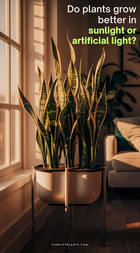 "Discover the best lighting for indoor houseplants with this informative  guide. Learn whether plants grow better in sunlight or artificial light and  how to optimize their growth. Find tips for choosing the right indoor  houseplant for your space and lighting conditions. #indoorhouseplant  #plantcare #lightingforplants" Growth Light For Plants, Uv Light For Indoor Plants, Houseplant Light Guide, Grow Lights For Houseplants Set Up, Indoor Plants That Don’t Need Sunlight, Houseplants Indoor, Plant Health, Natural Sunlight, House Plant Care