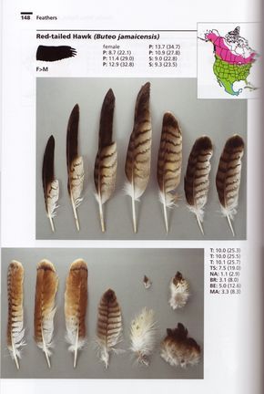 Red Tail Hawk Feathers, Feather Identification, Tattoo Feather, Feather Meaning, Hawk Feathers, Hawk Bird, Owl Feather, Bird Identification, Native American Traditions