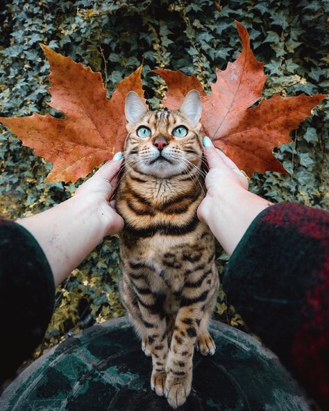 Cats of Instagram on Twitter: "From @sukiicat: “You are my sunshine 😽🍁” #catsofinstagram… " Bengal Cat Personality, Cat In Heat, Cat Shampoo, Cat Summer, Cat Personalities, Incredible Creatures, Cat Signs, Cute Cat Gif, Unique Cats