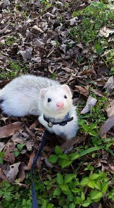 Photo credit: Katherine Clark. Her beautiful boy Zorro. ♡ Baby Ferrets, Funny Ferrets, A Ferret, Pet Ferret, Cute Ferrets, Pretty Animals, Cute Animal Photos, Cute Animal Pictures, Cute Creatures