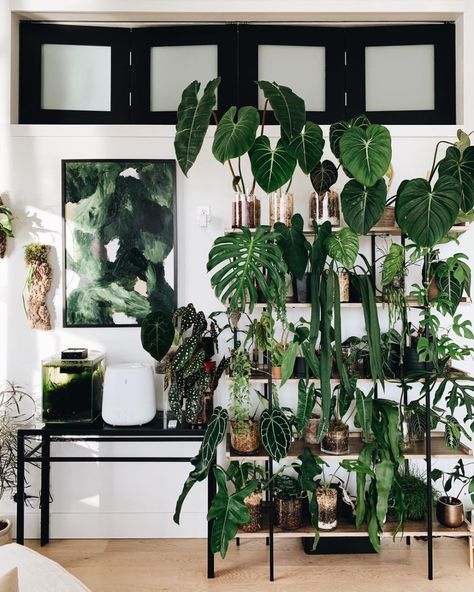 Over Cabinet Plants, Ikea Rudsta Plant Cabinet, Rudsta Greenhouse Cabinet, Ikea Plant Cabinet, Indoor Greenhouse Cabinet, Anthurium Collection, Ikea Indoor Garden, Anthurium Plant Care, Ikea Greenhouse Cabinet