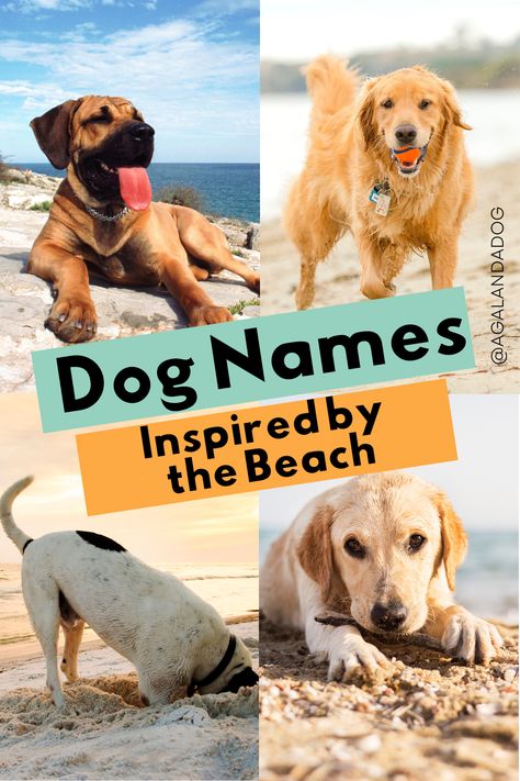 Photos of dogs enjoying the beach.  Text reads dog names inspired by the beach. Ocean Puppy Names, Ocean Themed Dog Names, Beachy Dog Names, Beach Dog Names, Boho Dog Names, Preppy Dog Names, Hawaiian Dog Names, Names Ocean