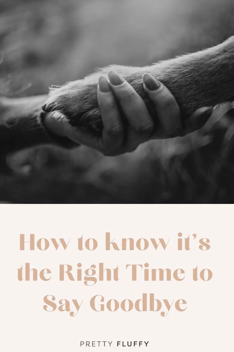 image of a woman's hand holding the paw of a dog, with the title "How to know if it's the right time to say goodbye." Advice From A Dog, Dog Last Day, Pet Euthanasia, Practice Manager, List Of Questions To Ask, Veterinary Nurse, Senior Dogs Care, Dog Behaviorist, Questions To Ask Yourself