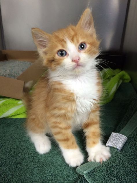 Orange Fluffy Kitten, Ginger And White Kitten, Orange Tabby Cats Funny, Blue Eyed Orange Cat, Ginger Cat Blue Eyes, Orange Cat With Blue Eyes, Orange And White Kitten, Orange And White Tabby, White Tabby Cat