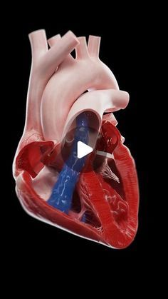 SciePro on Instagram: "💓🌬️ Journey Through the Heart: Blood Flow and Oxygenation 🌬️💓   Explore how the heart meticulously pumps oxygen-poor blood to the lungs and oxygen-rich blood to the rest of the body. Discover the roles of each heart chamber and valve in this vital process.   Perfect for those interested in cardiology, health education, or anyone curious about how our bodies work so efficiently.   #HeartHealth #Cardiology #Oxygenation #SciePro #science #anatomy #heart #cardio #cardiac #meded #education #health #biology #med #medicine #medstudent" Heart Blood Flow, Science Anatomy, Anatomy Heart, Heart Pump, Women Photography, Med Student, Human Heart, Cardiology, Human Anatomy