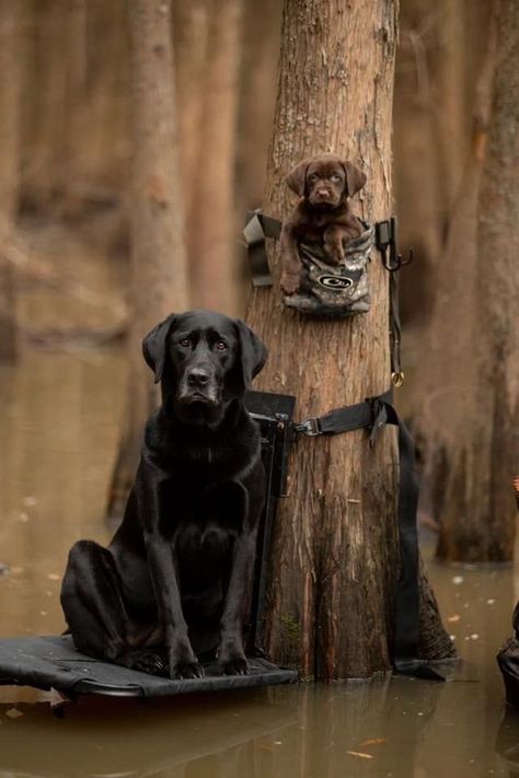 Black Labs Hunting, Duck Hunting Photography, Hidden Furniture, Country Dogs, Duck Hunting Dogs, Lab Pups, Duck Boats, Deer Photography, Cowgirl Pictures