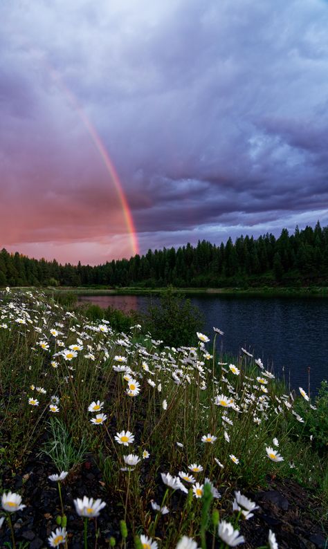 Sunset rainbow dasies and a pond. Malheur National Forest Oregon. [OC][4875x8169]  Click the link for this photo in Original Resolution.  If you have Twitter follow twitter.com/lifeporn5 for more cool photos.  Thank you author: https://bit.ly/31O6wkO  Broadcasted to you on Pinterest by pinterest.com/sasha_limm  Have The Nice Life! Rainbow Landscape Photography, Senery Pic Landscape, Rainbow Photography Nature, Forest Oregon, Rainbow Nature, Rainbow Forest, Plains Landscape, Sunset Rainbow, Nice Life