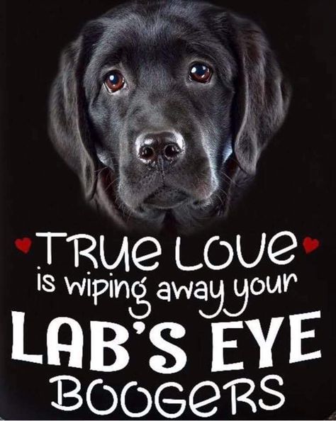 Black Lab Funny, Labrador Retriever Quotes, Labrador Quotes, Lab Humor, Meds For Dogs, Funny Day Quotes, Dog Quotes Love, Valentines Day Funny, Black Labrador Retriever