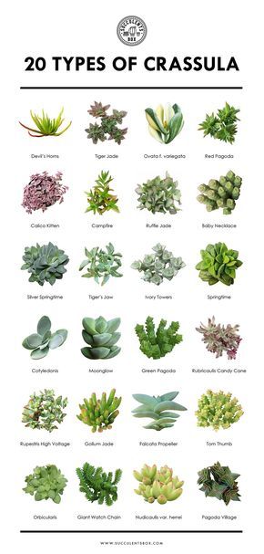 20 popular types of Crassula.   Use code LOVEPLANTS for 10% off first order   #crassula #succulentid #succulentidentification #succulentgenus #id #identification #genus #plantid #plantidentification #houseplants #gardening #groundcover #minigarden #windowsillgarden #succulents Succulent Printable, Different Types Of Succulents, Succulent Names, Types Of Succulents Plants, Kaktus Dan Sukulen, Windowsill Garden, Succulent Garden Diy, Succulent Art, Types Of Succulents