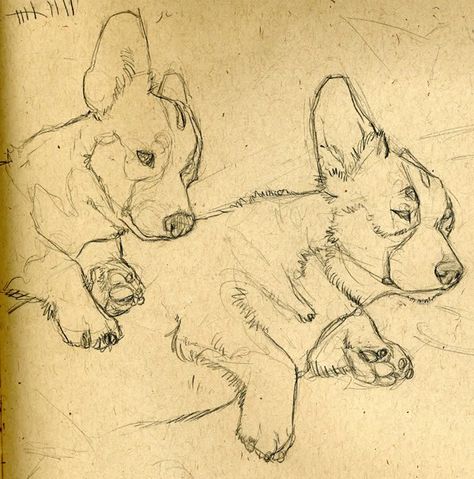 Corgi Sketch, Dog Sketch Easy, Corgi Stuff, Cowboy Corgi, Dogs Painting, Dog Line Drawing, Sleeping Drawing, House Artwork, Corgi Drawing