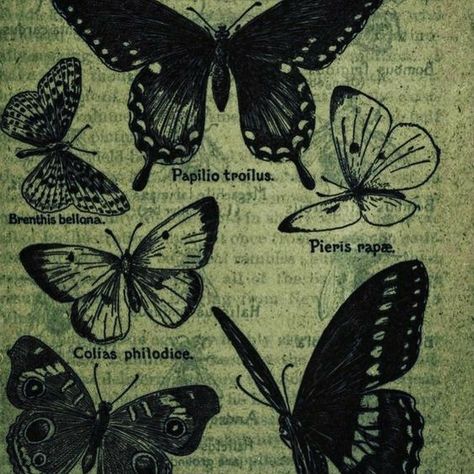 Butterflies, Green, On Instagram, White, Instagram, Black