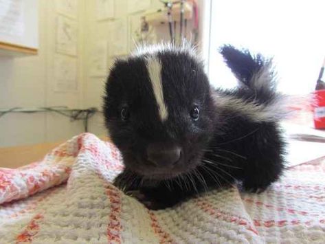 Baby skunk Baby Skunk, Baby Skunks, New Kitten, Night Shift, Silly Animals, Pewdiepie, Funny Animal Memes, Funny Animal Pictures, Cute Little Animals