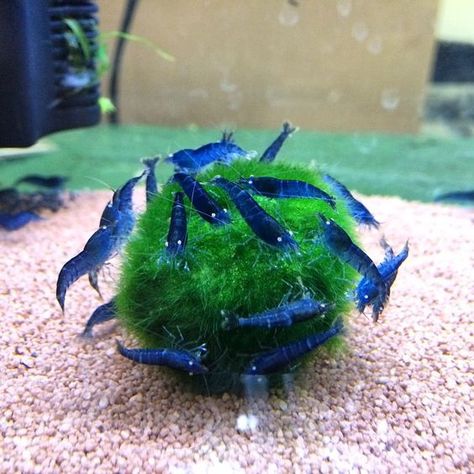 blue tiger shrimp Tiger Shrimp, Marimo Moss, Marimo Moss Ball, Moss Ball, Aquarium Tank, Green Algae, Blue Tiger, Blue Fish, Blue And Green