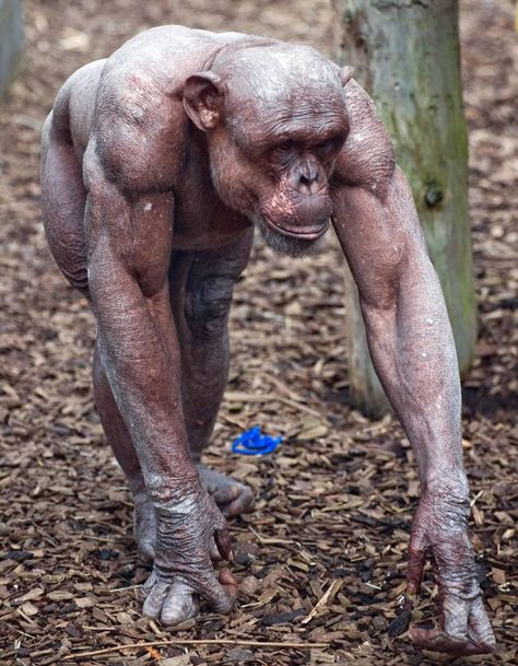 Muscle-bound chimp ‘four times stronger than humans’ shows why we pray Planet of the Apes NEVER happens