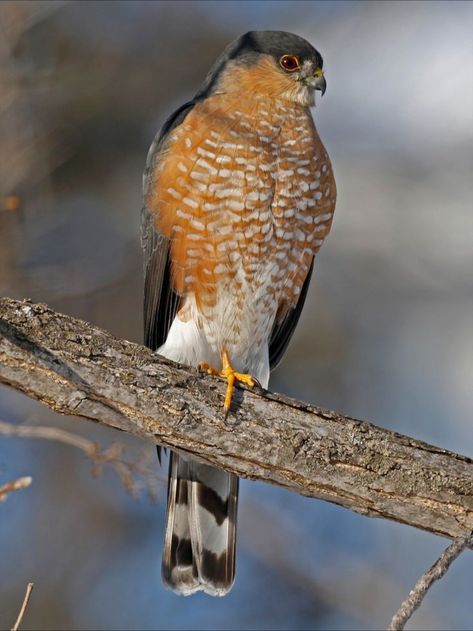 Hawks In Iowa Types Of Hawks, Hawk Species, Sharp Shinned Hawk, Birds Of Prey, Small Birds, Song Bird, Bird Species, Hawks, Beautiful Birds