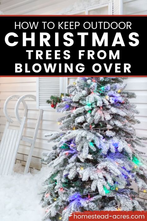 How to keep outdoor Christmas trees from blowing over with tips for securing it well. It’s fun to decorate your porch and yard for Christmas with real or artificial Christmas trees but no fun when they keep blowing over! #Christmas #Christmastips #Christmastrees #Christmasdecorating #homesetadacres Fake Christmas Trees Outside, Outdoor Christmas Trees On Porch, Decorating Outdoor Christmas Trees, Porch Trees Christmas, Outdoor Christmas Tree On Porch, Christmas Decir, Outdoor Christmas Trees, Outdoor Xmas Tree, Decorating Your Front Porch